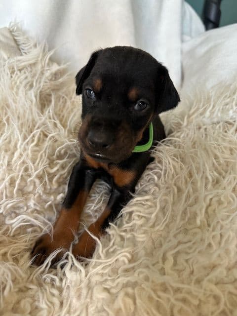 S&S Euro Dobes breeder image 13
