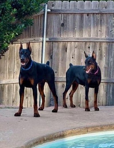 S&S Euro Dobes breeder image 14