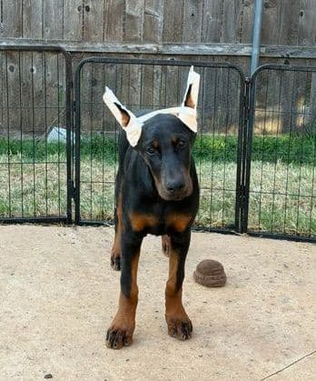 S&S Euro Dobes media 3