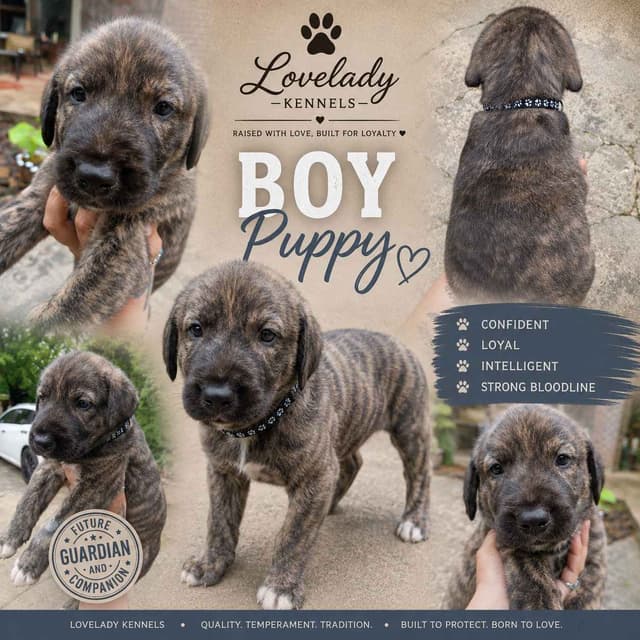Irish Wolfhound Puppies media 2