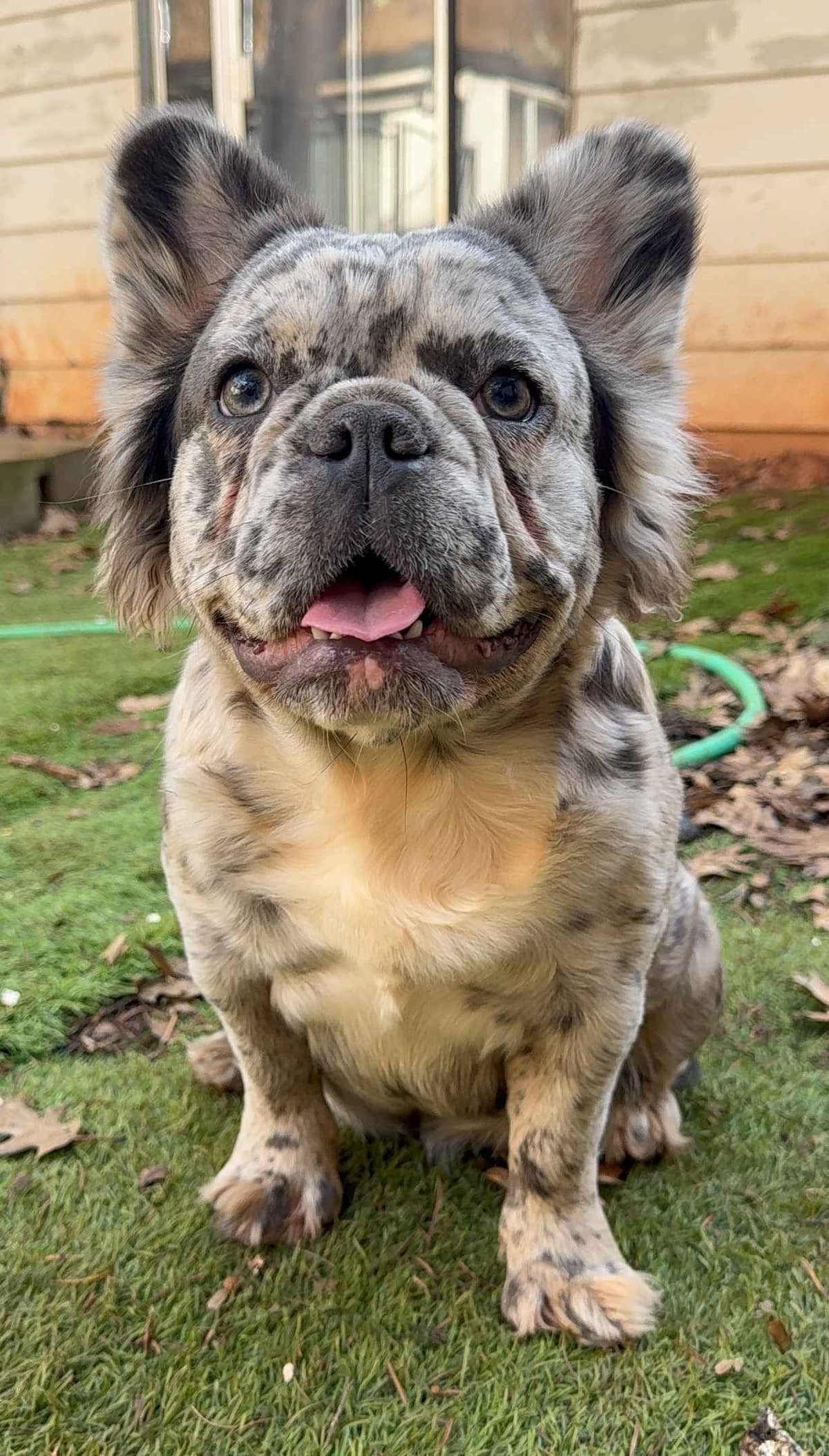 Male French Bulldogs breeder image 1