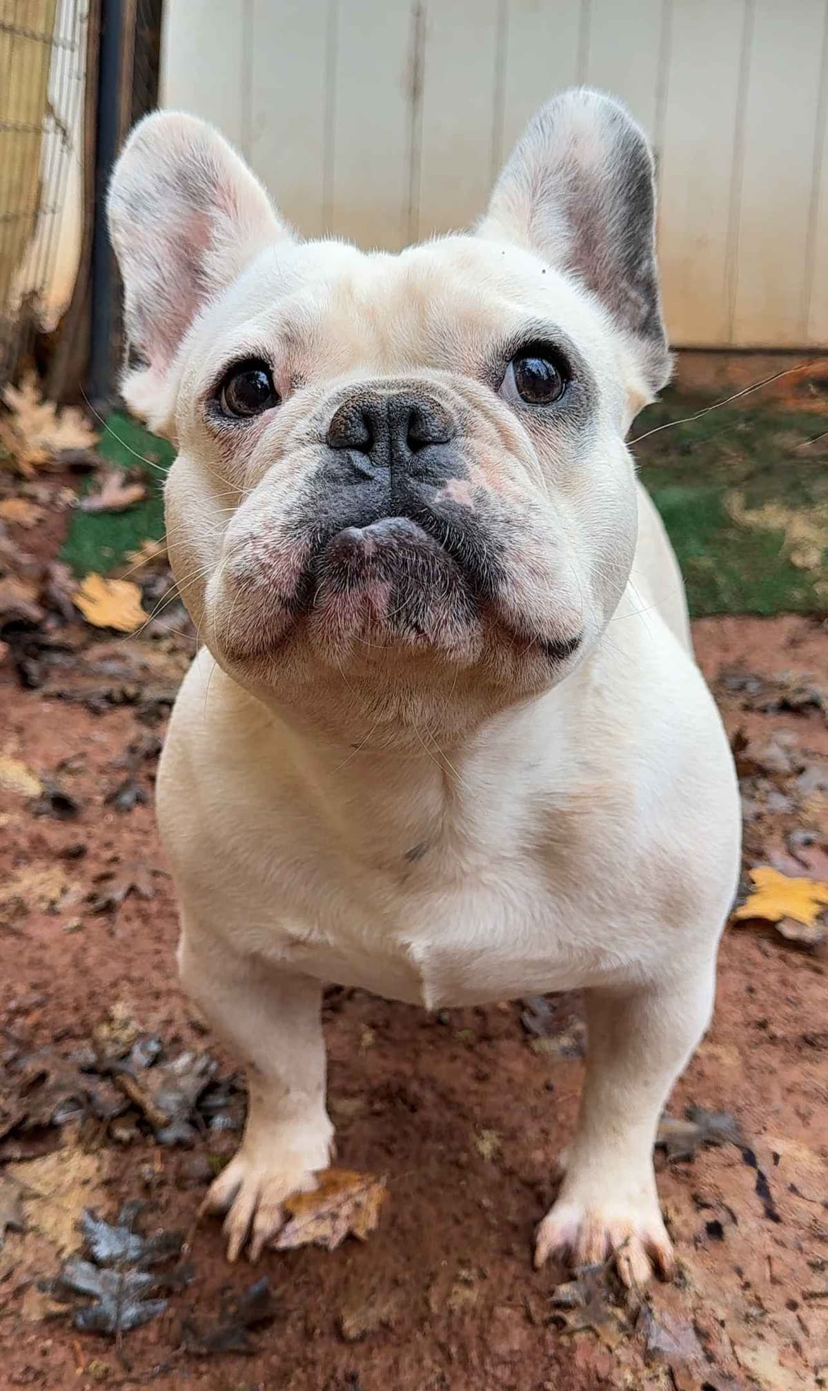 Male French Bulldogs breeder image 5
