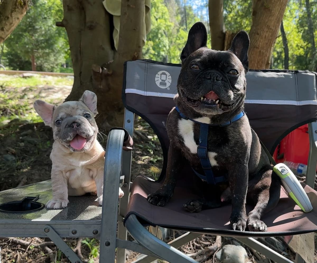 Male French Bulldogs breeder image 3
