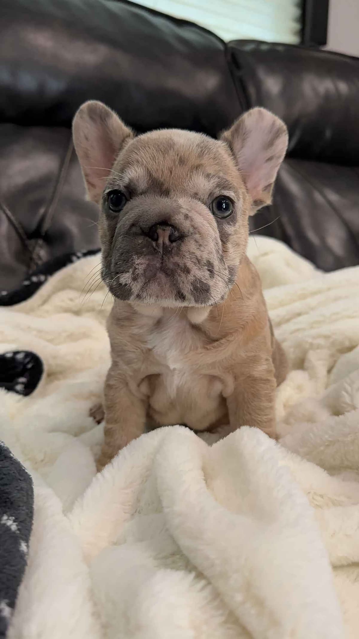 Male French Bulldogs breeder image 6