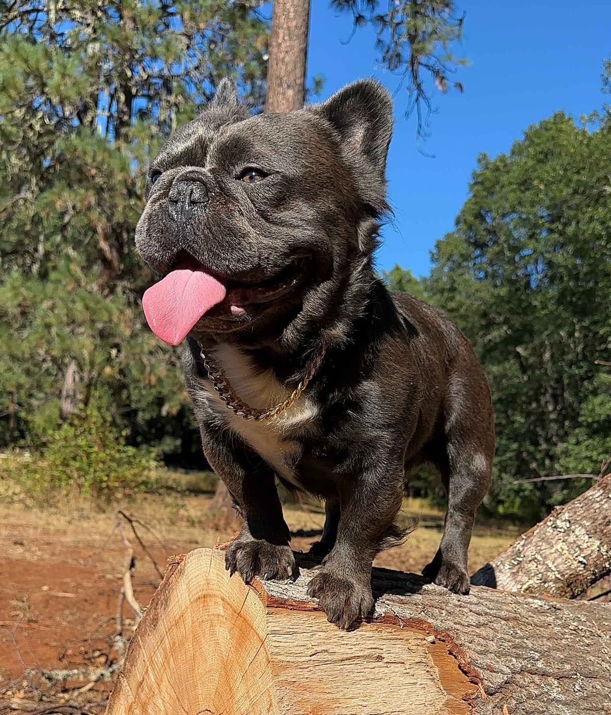 Male French Bulldogs breeder image 9