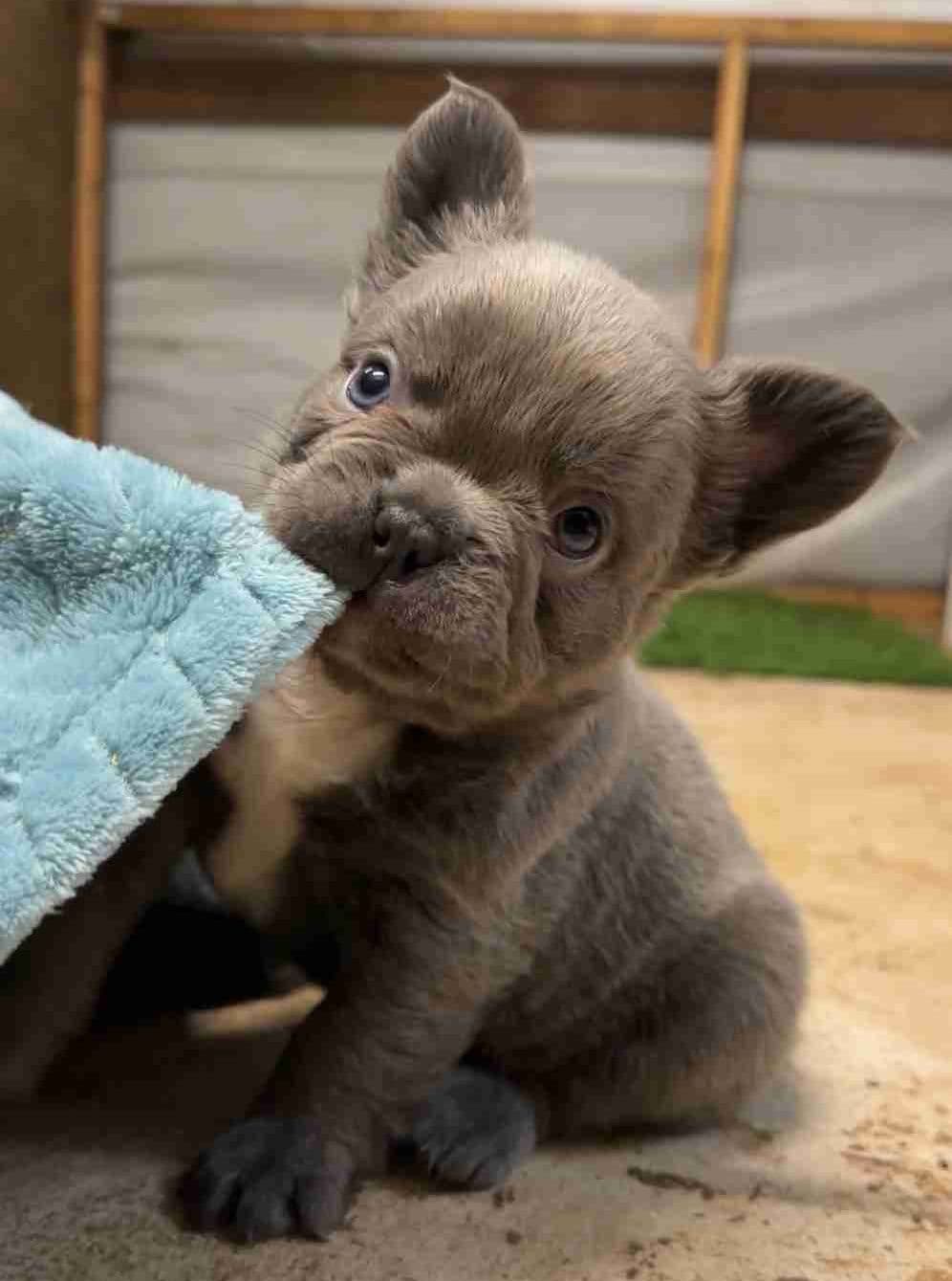 Male French Bulldogs breeder image 7
