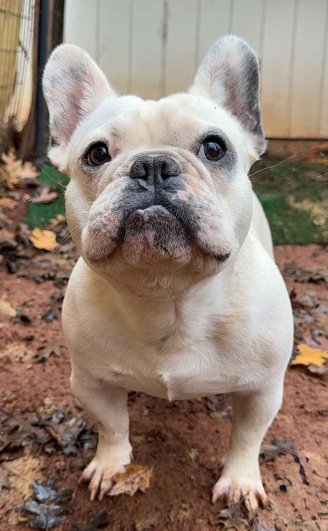 Male French Bulldogs media 2