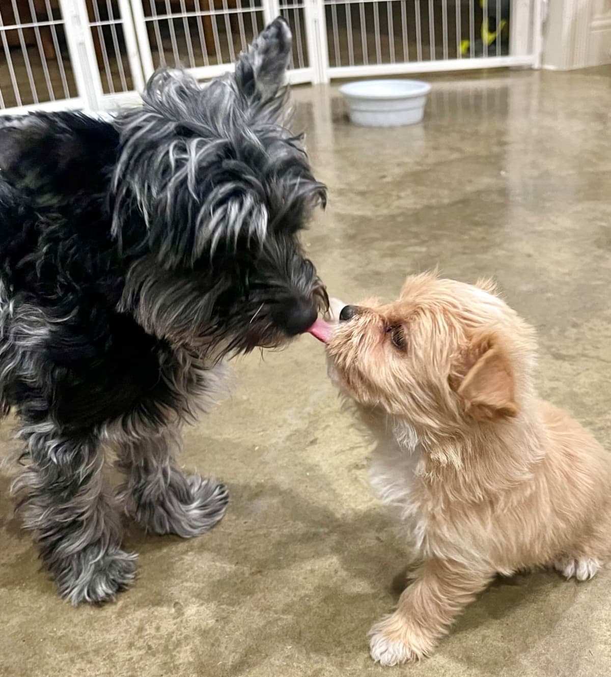 Yorkshire Terrier Puppies breeder image 3