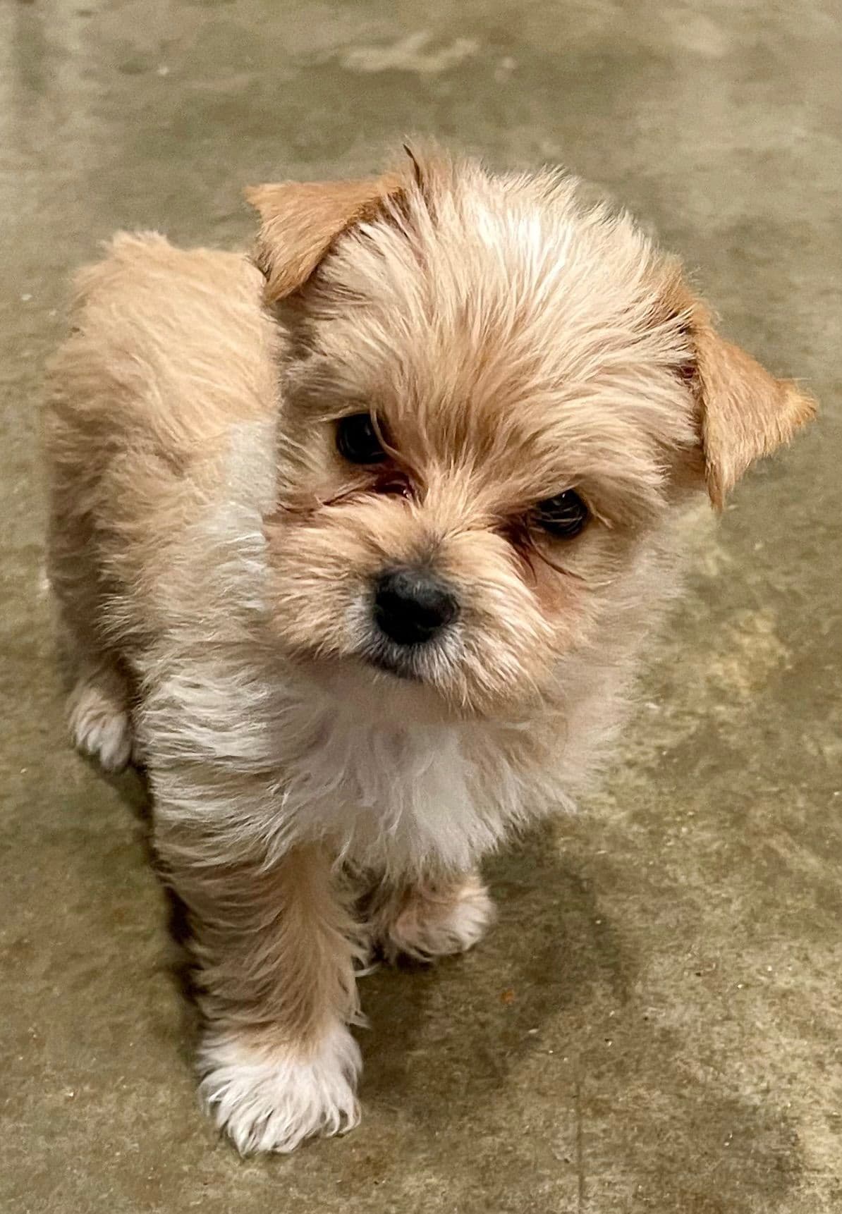 Yorkshire Terrier Puppies breeder image 4