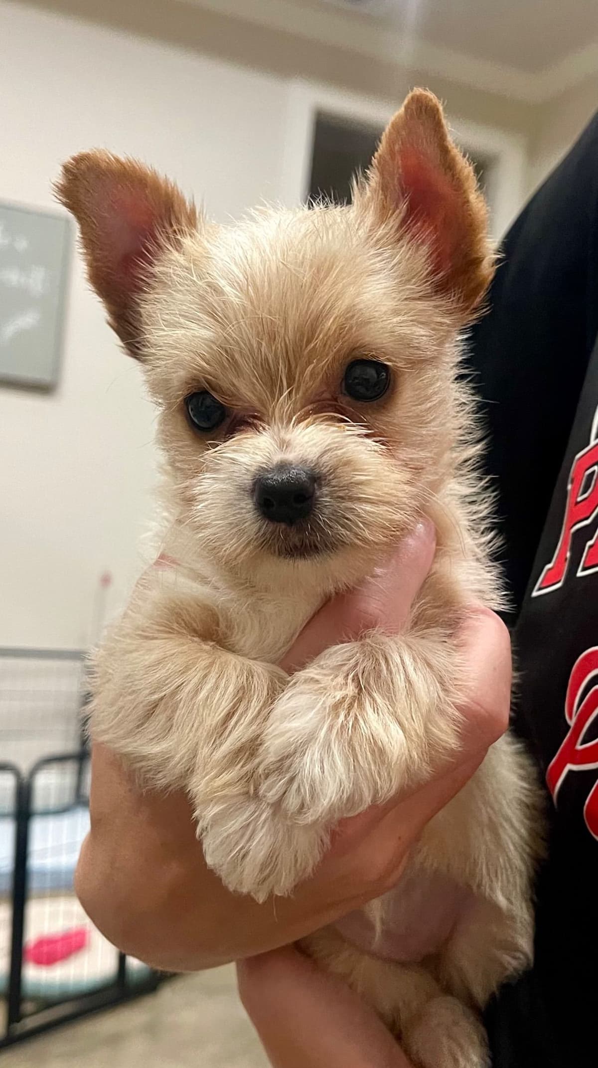 Yorkshire Terrier Puppies breeder image 6