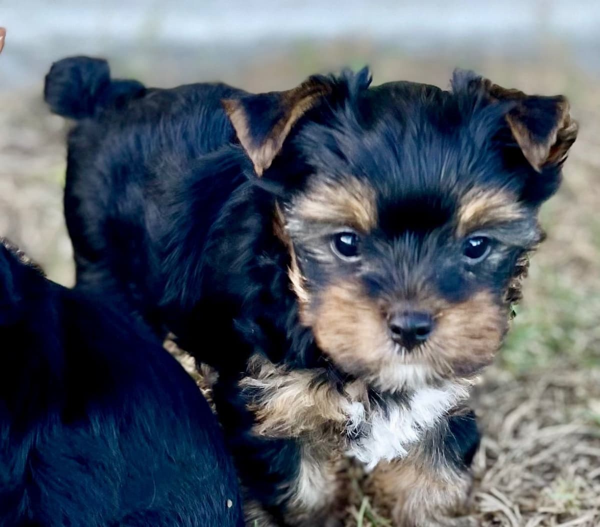 Yorkshire Terrier Puppies breeder image 7