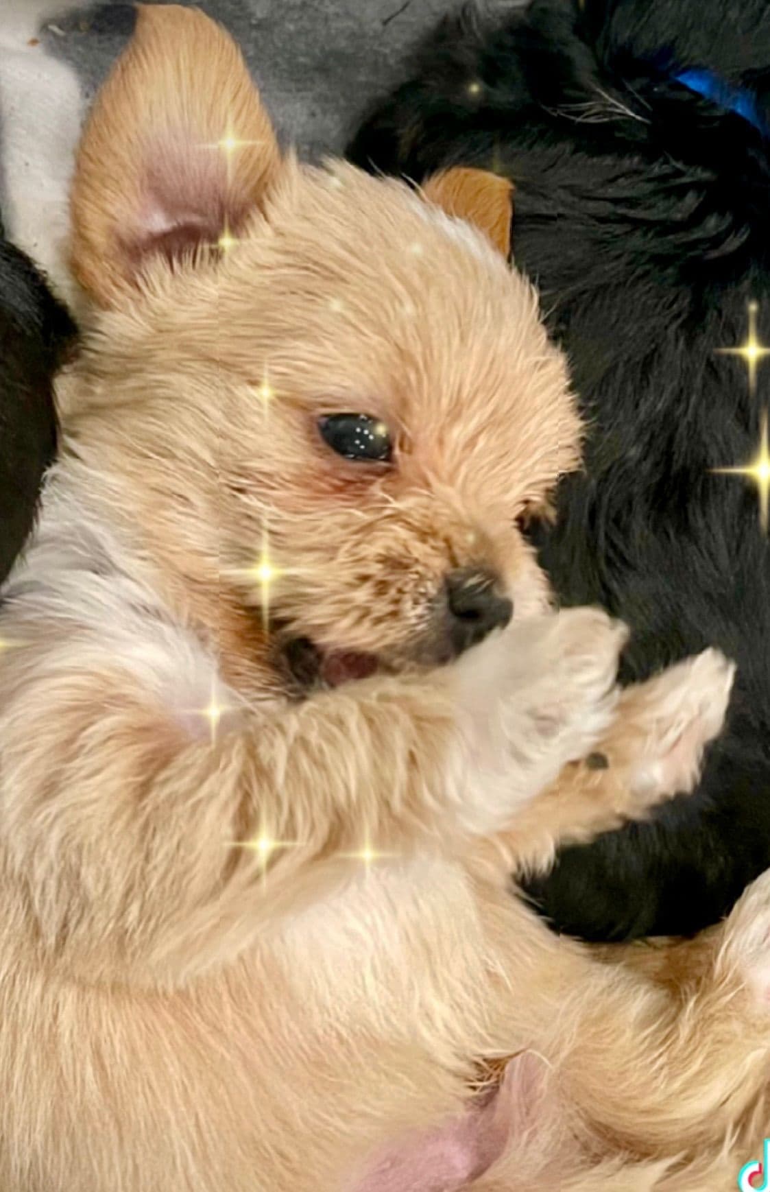 Yorkshire Terrier Puppies breeder image 8