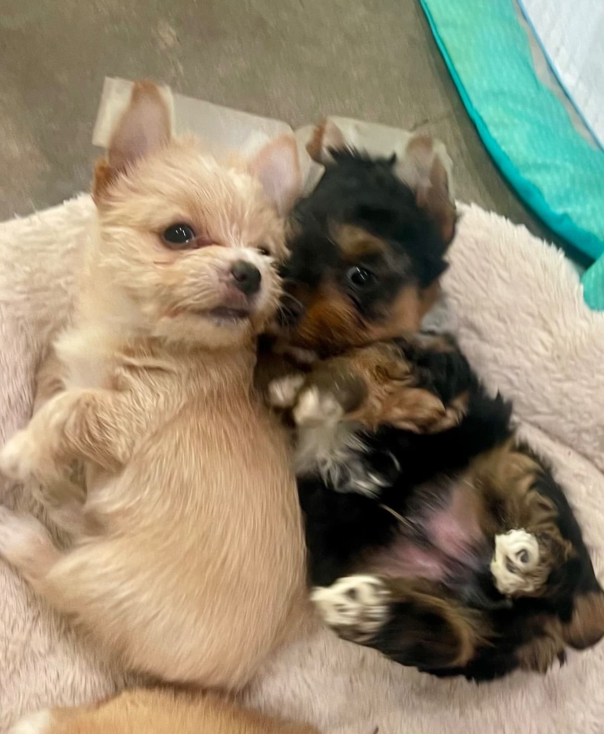 Yorkshire Terrier Puppies breeder image 11