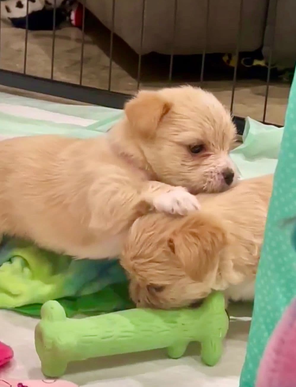 Yorkshire Terrier Puppies breeder image 12