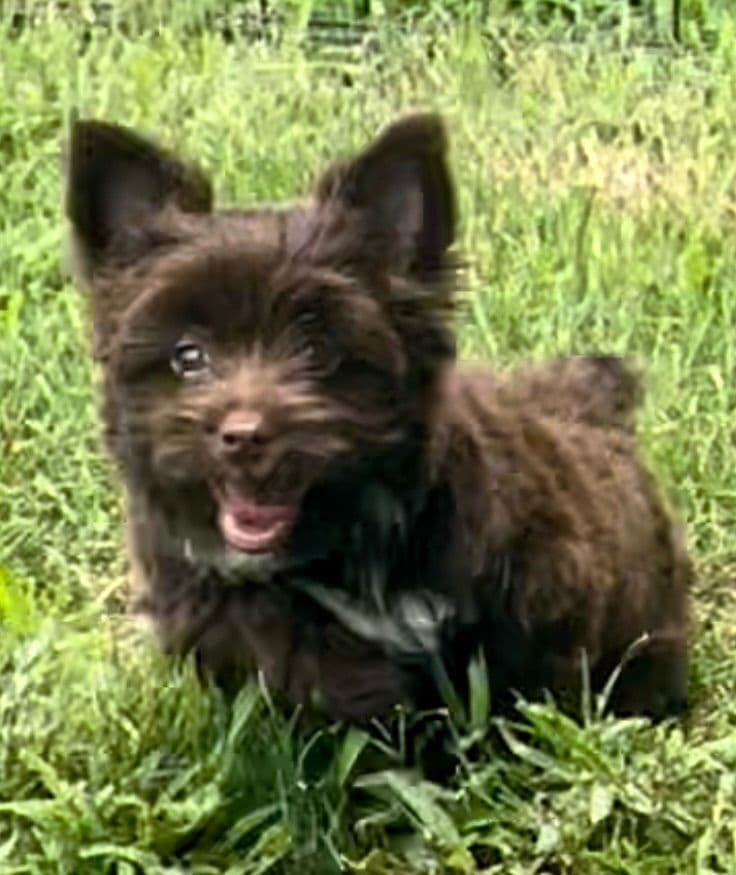 Yorkshire Terrier Puppies breeder image 13