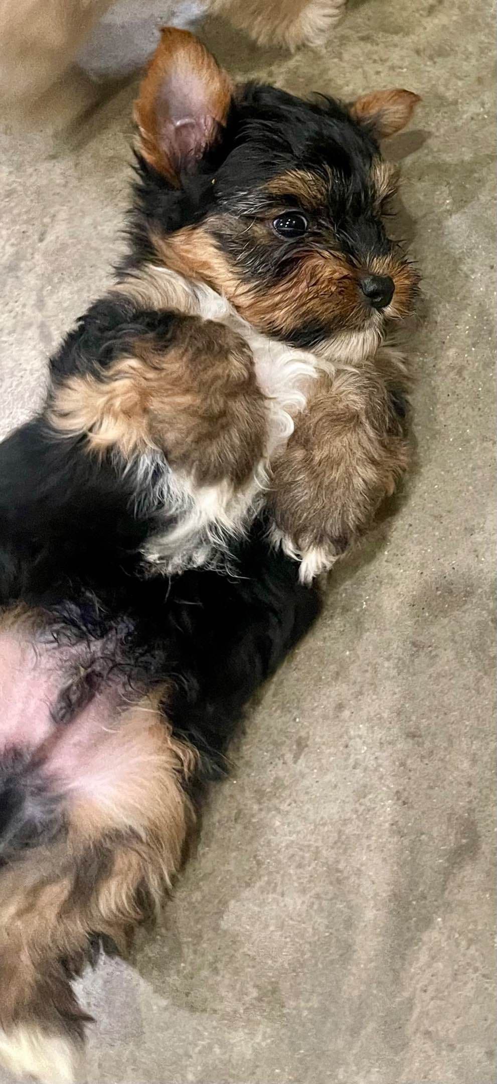 Yorkshire Terrier Puppies breeder image 14