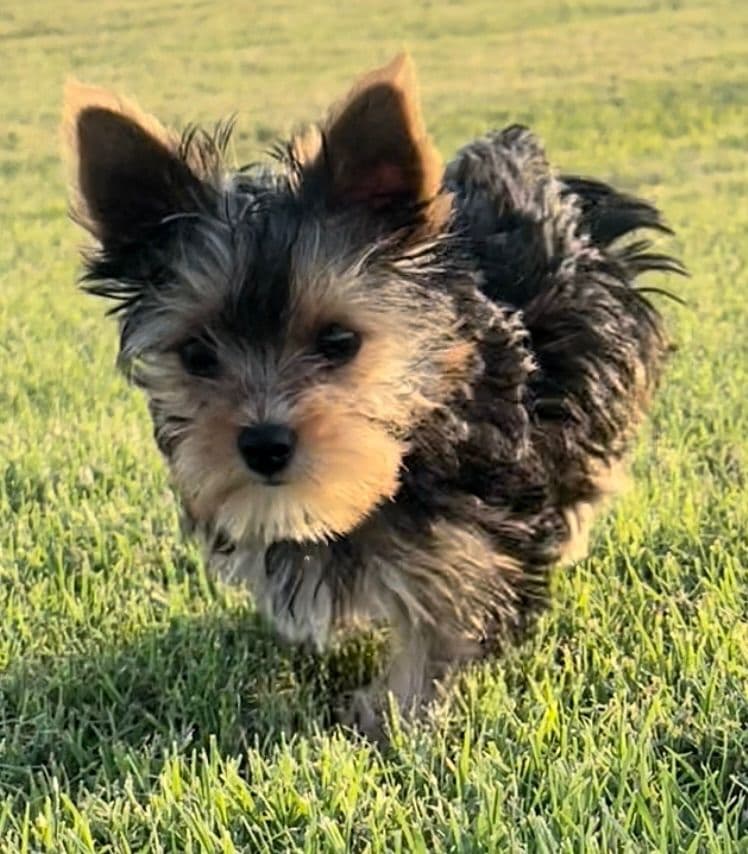Yorkshire Terrier Puppies breeder image 16