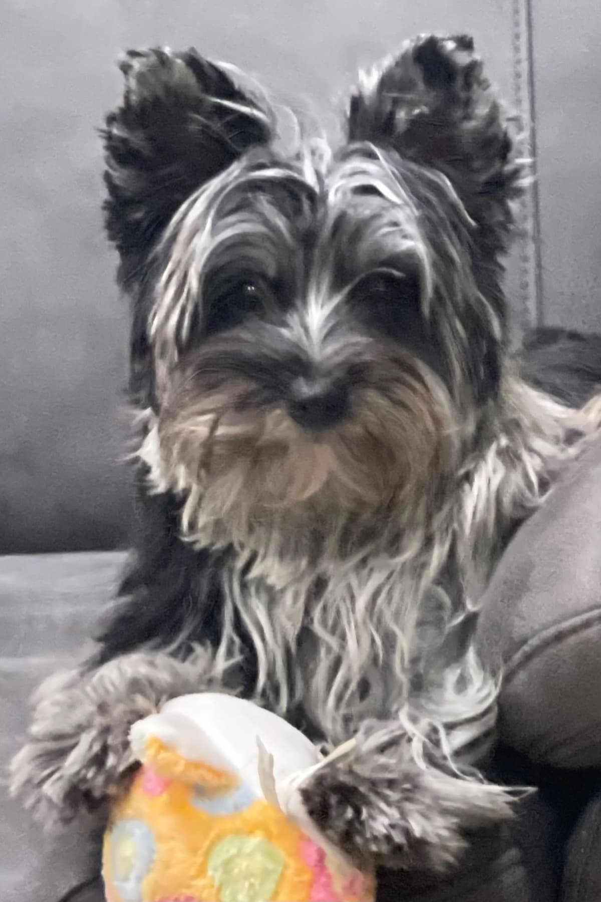 Yorkshire Terrier Puppies breeder image 18