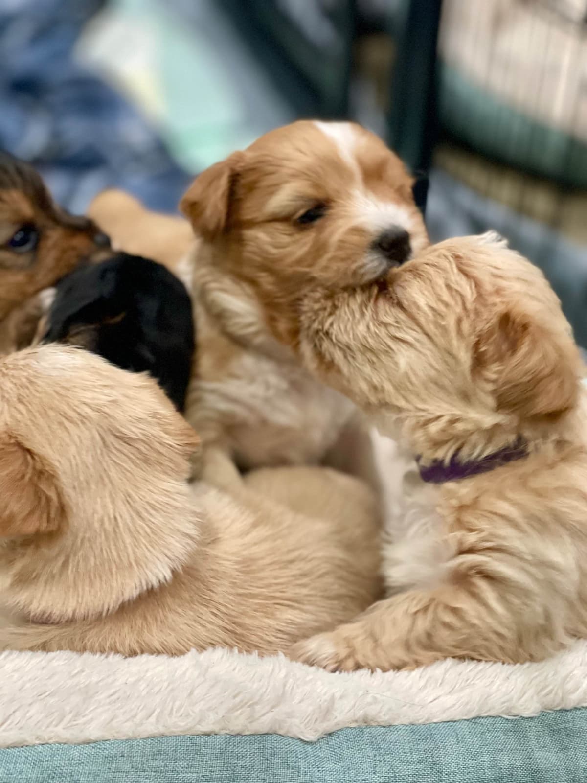 Yorkshire Terrier Puppies breeder image 19