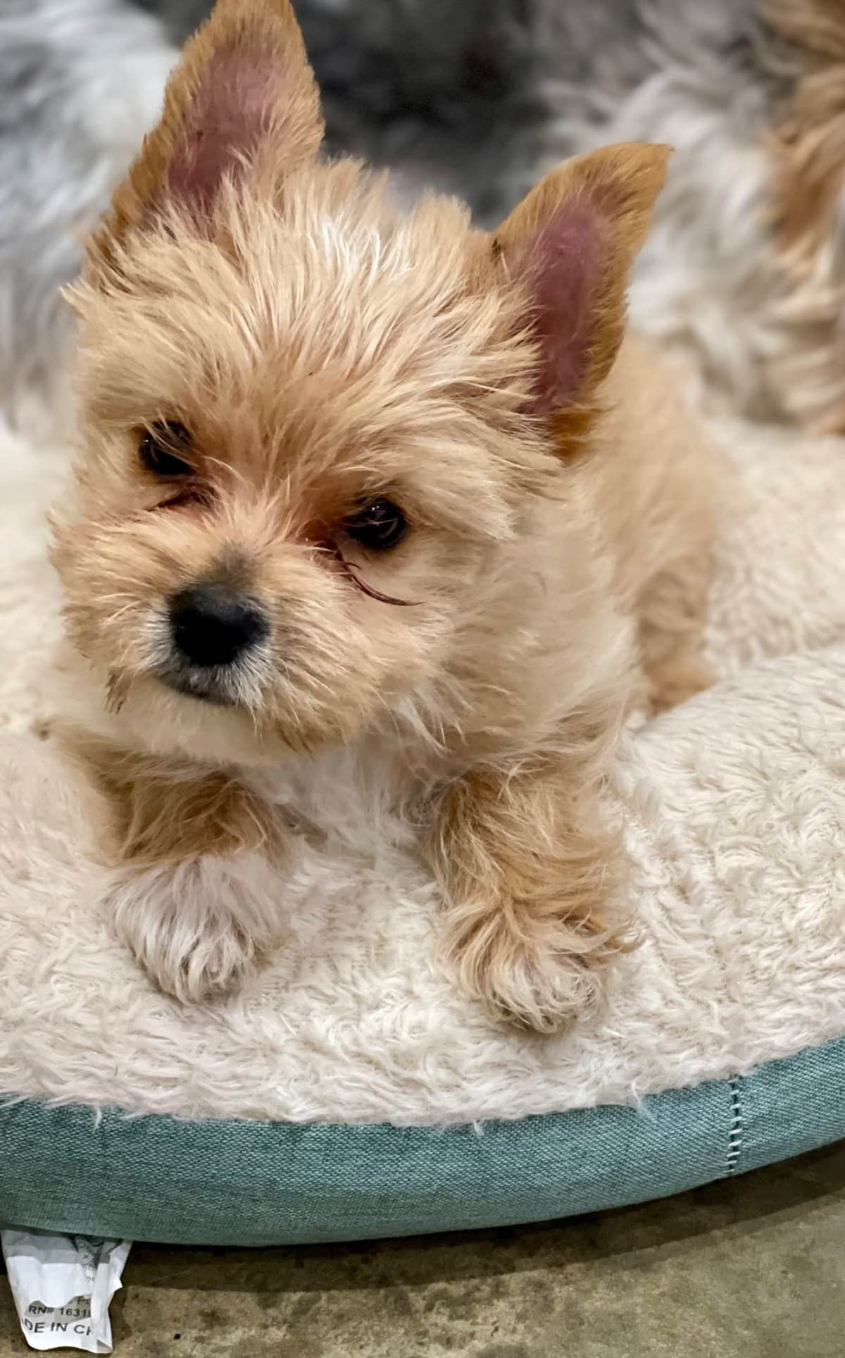 Yorkshire Terrier Puppies breeder image 21