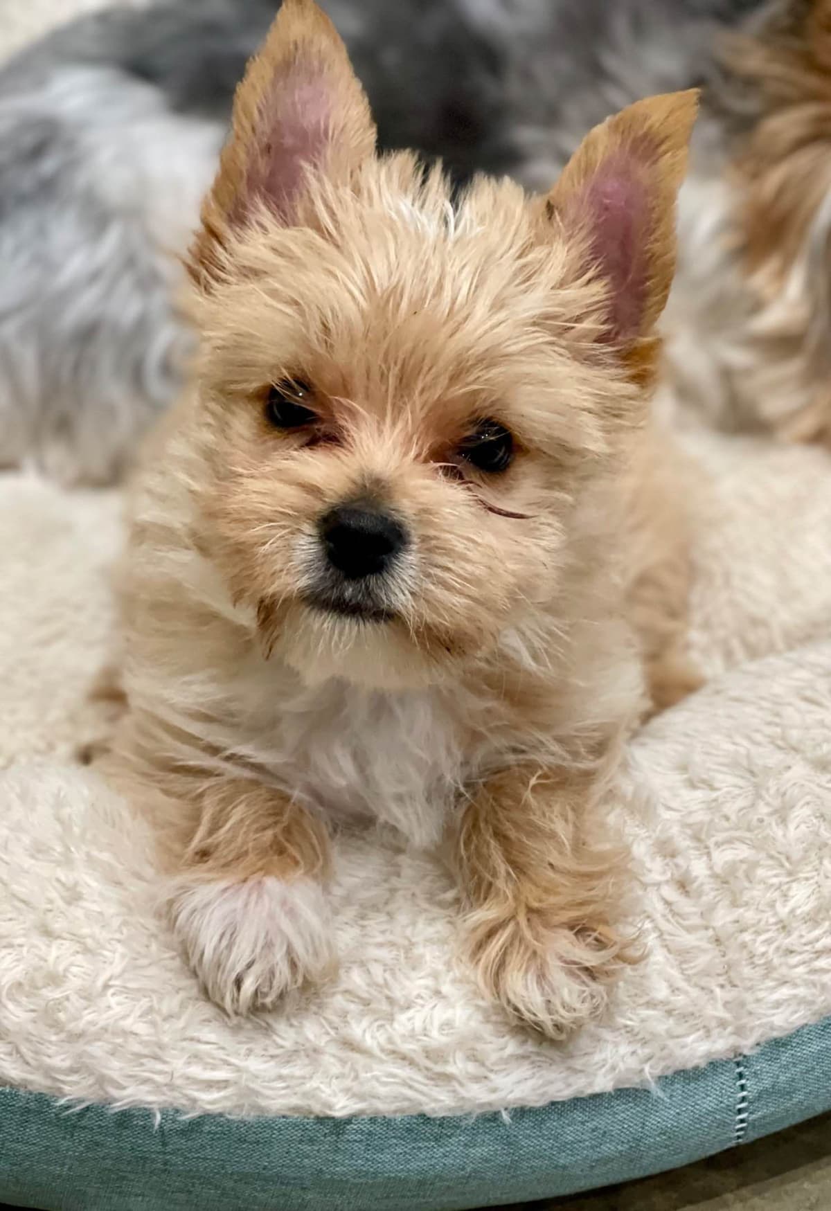 Yorkshire Terrier Puppies breeder image 22