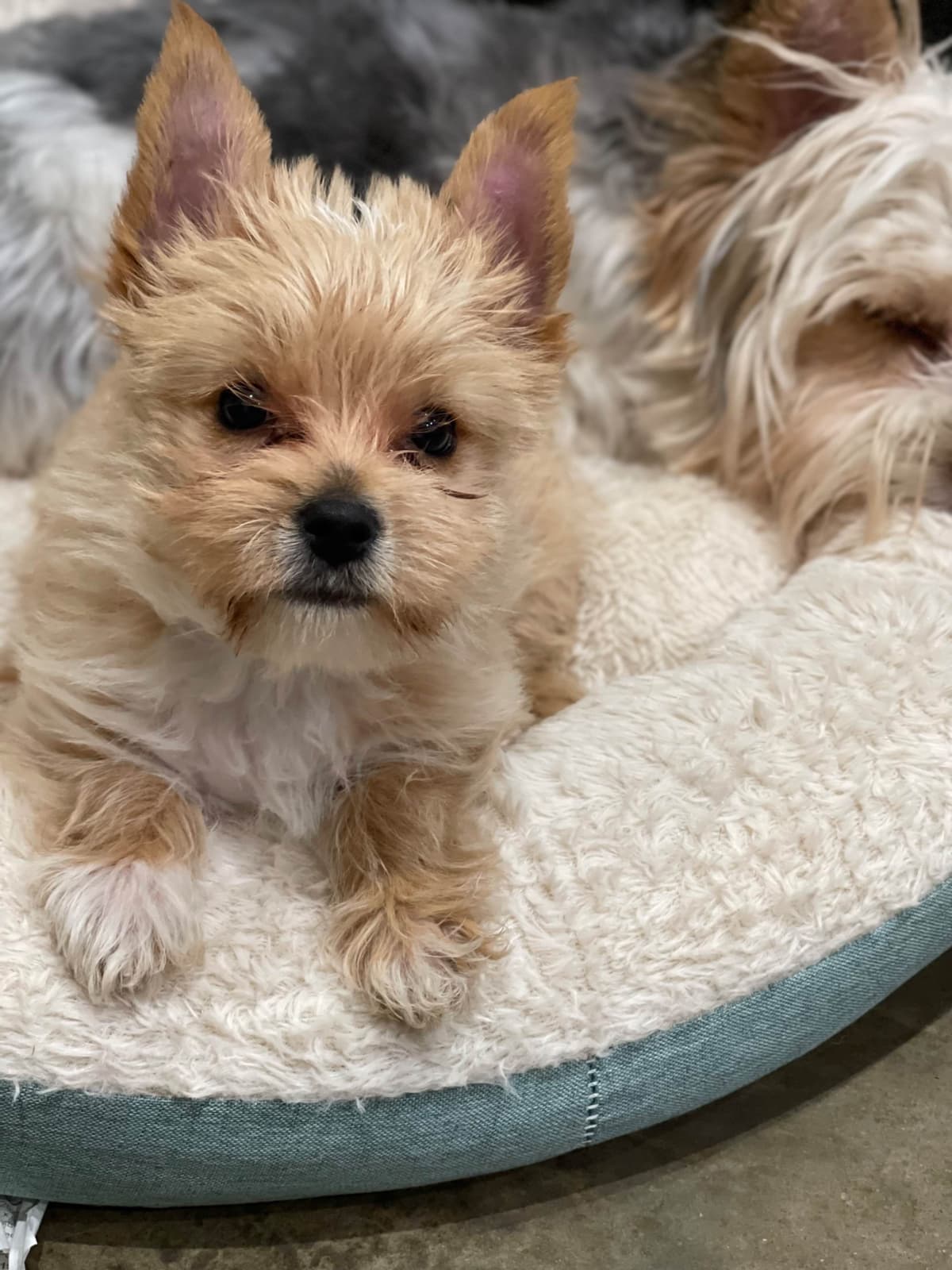 Yorkshire Terrier Puppies breeder image 23