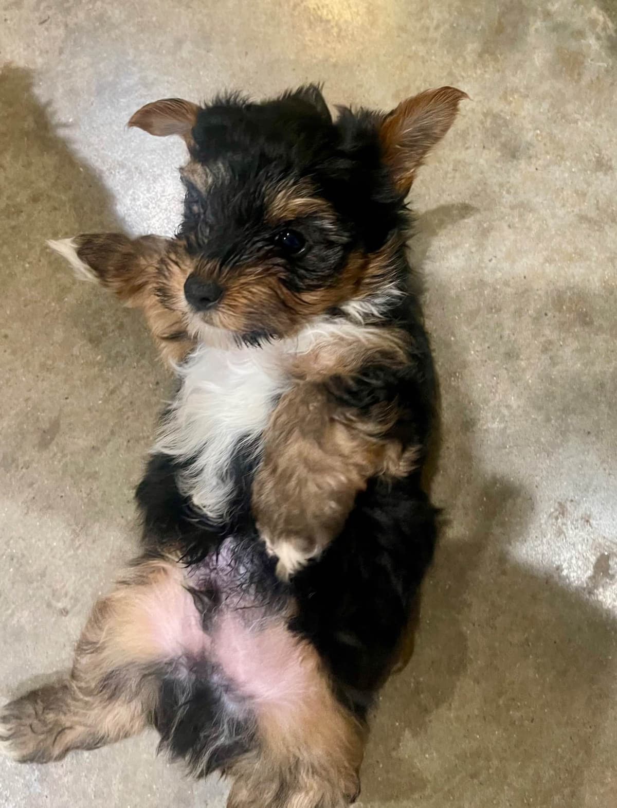 Yorkshire Terrier Puppies breeder image 24