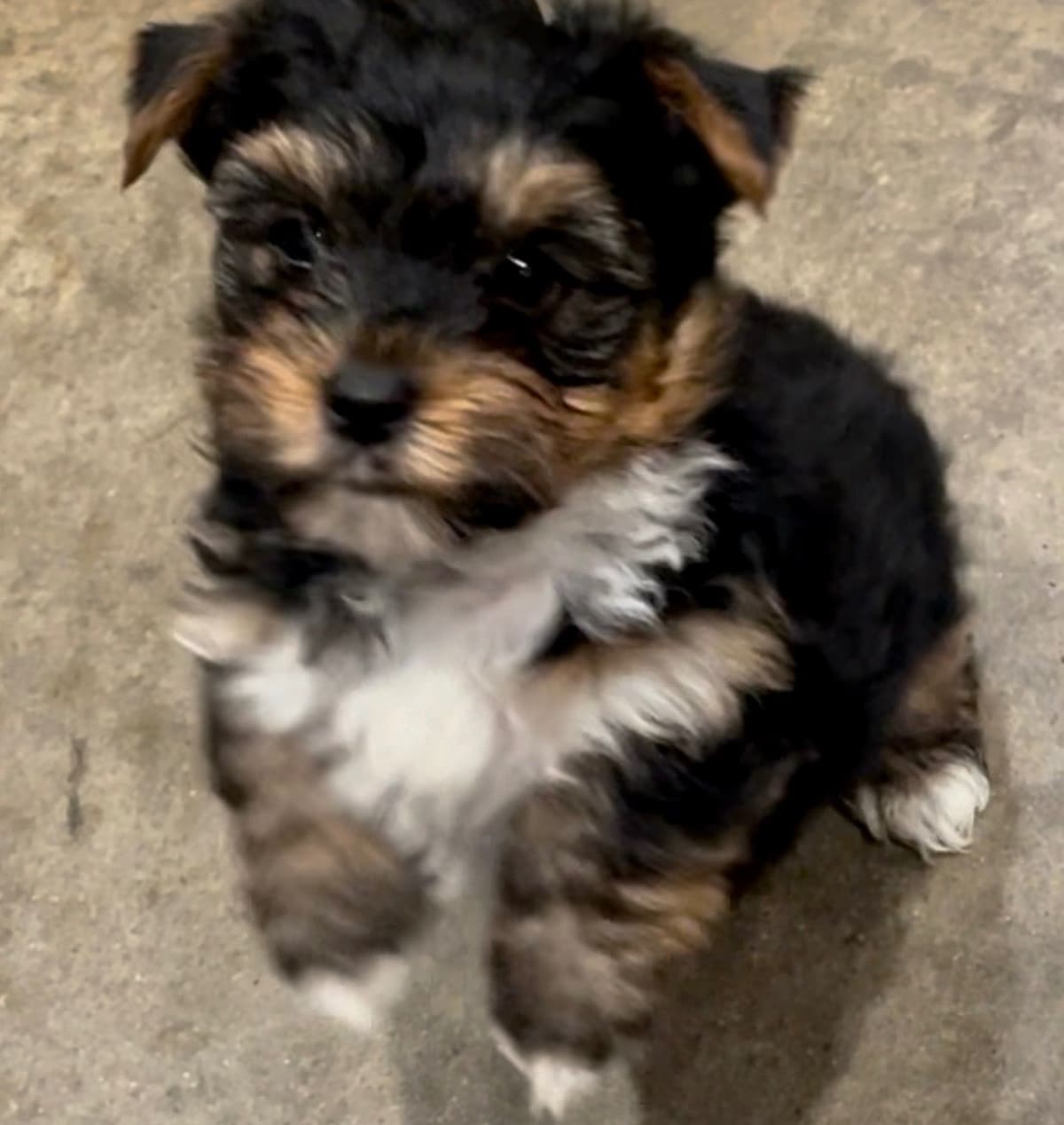 Yorkshire Terrier Puppies breeder image 1