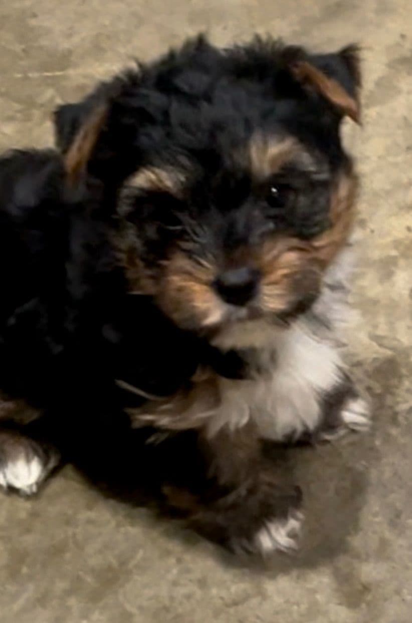 Yorkshire Terrier Puppies breeder image 25