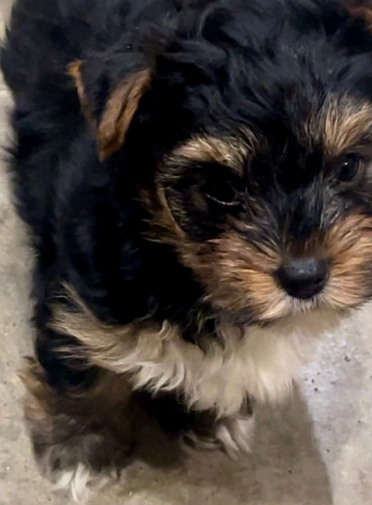 Yorkshire Terrier Puppies breeder image 27