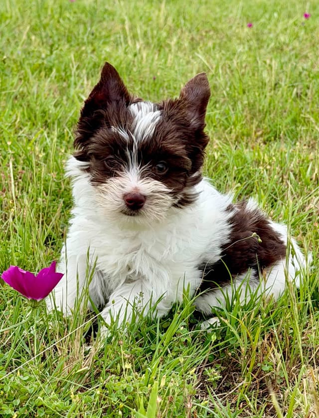 Yorkshire Terrier Puppies media 2