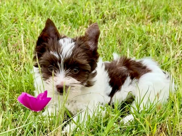 Yorkshire Terrier Puppies media 3