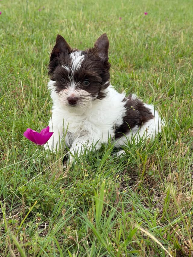 Yorkshire Terrier Puppies media 5