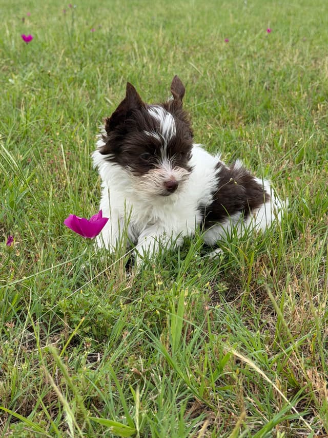 Yorkshire Terrier Puppies media 6