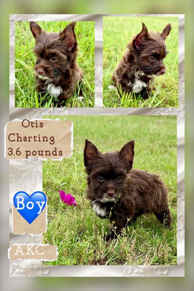 Yorkshire Terrier Puppies media 7