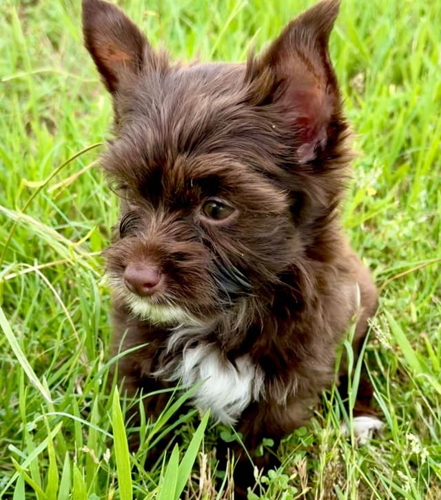 Yorkshire Terrier Puppies media 8