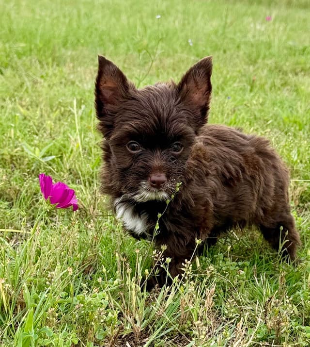 Yorkshire Terrier Puppies media 9