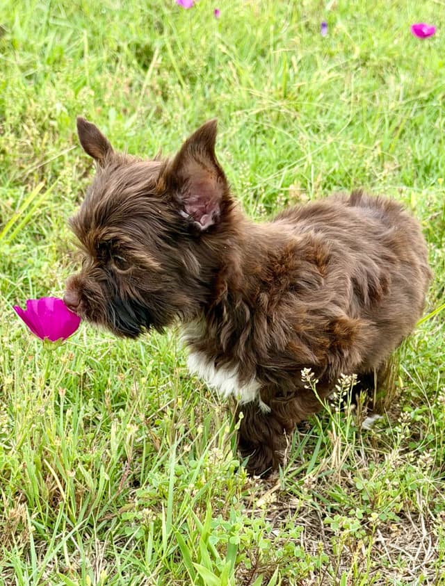 Yorkshire Terrier Puppies media 10