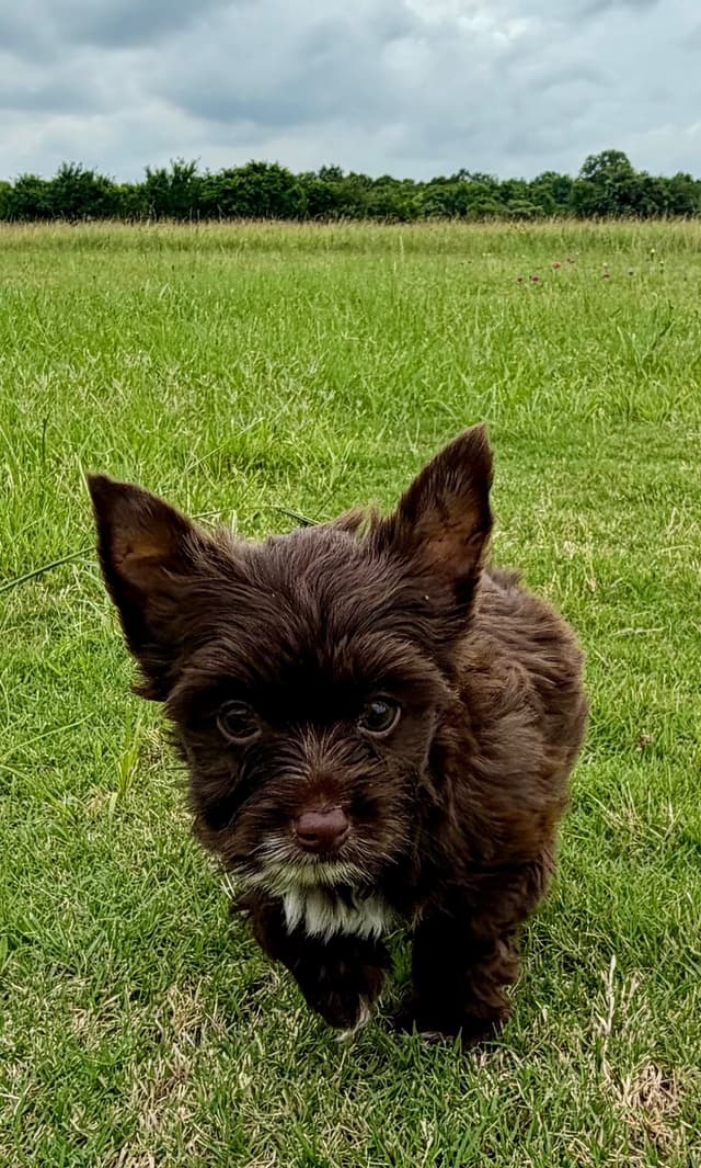 Yorkshire Terrier Puppies media 11