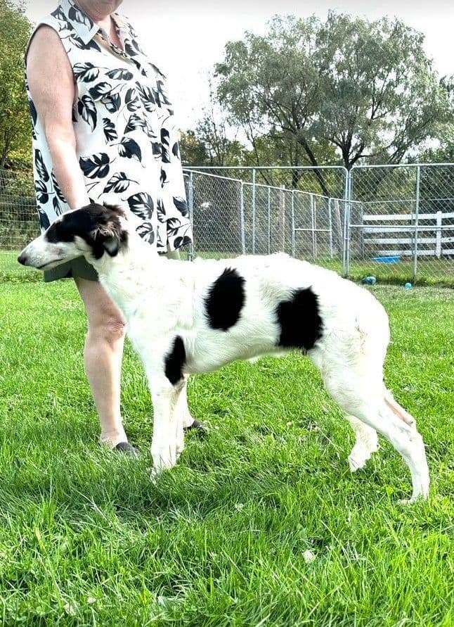 Whippet Puppies breeder image 4