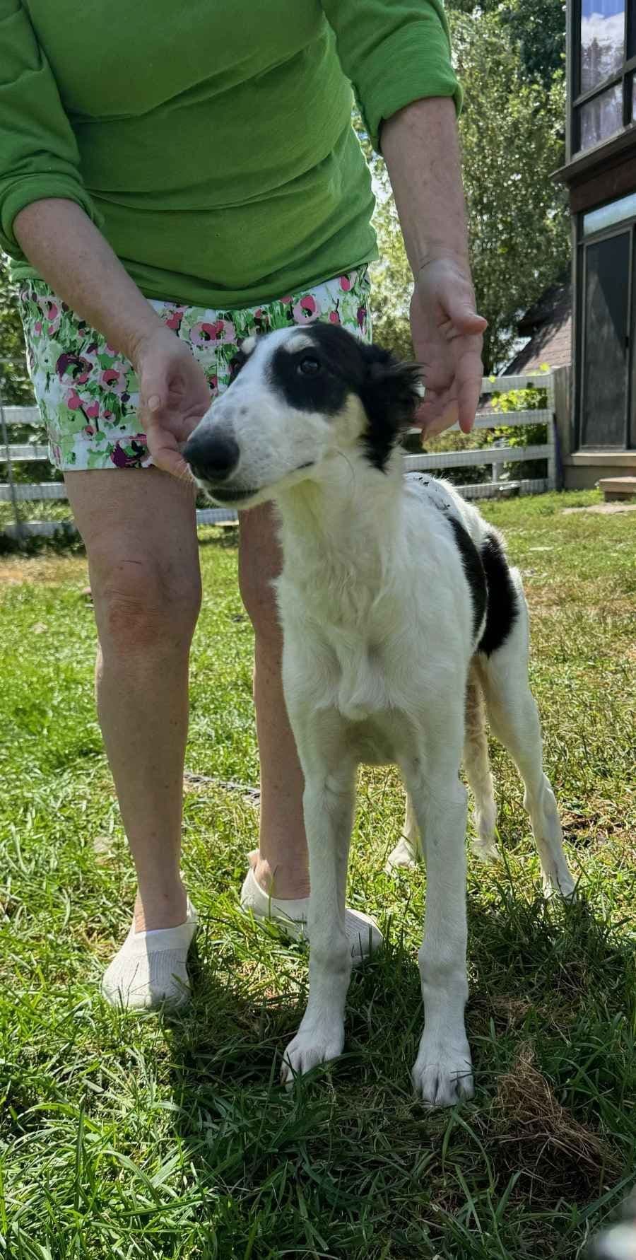 Whippet Puppies breeder image 5