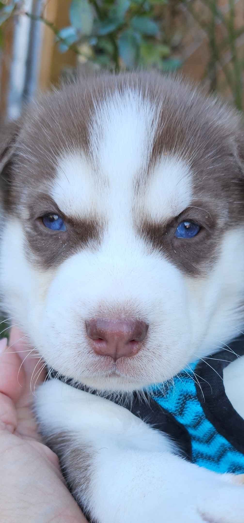 Siberian Husky Puppies breeder image 2