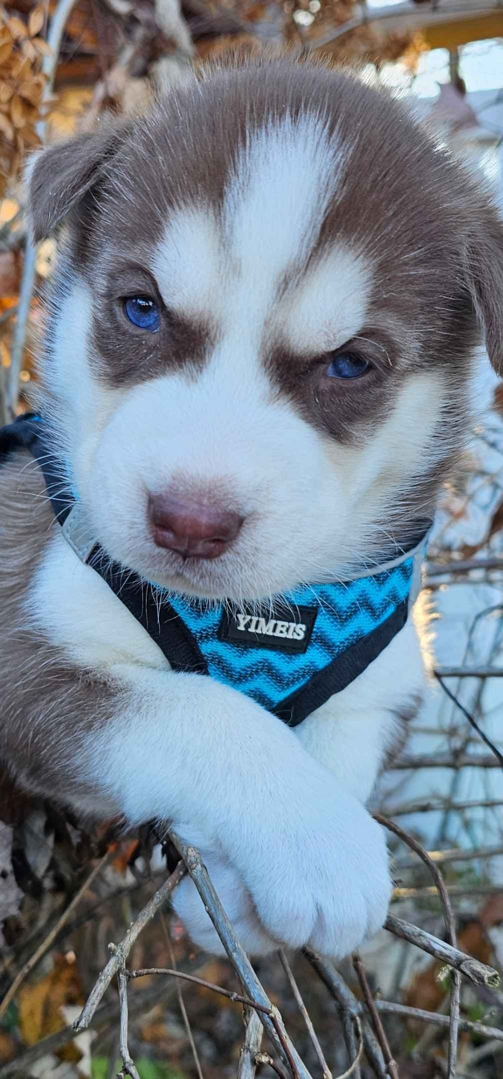 Siberian Husky Puppies breeder image 3