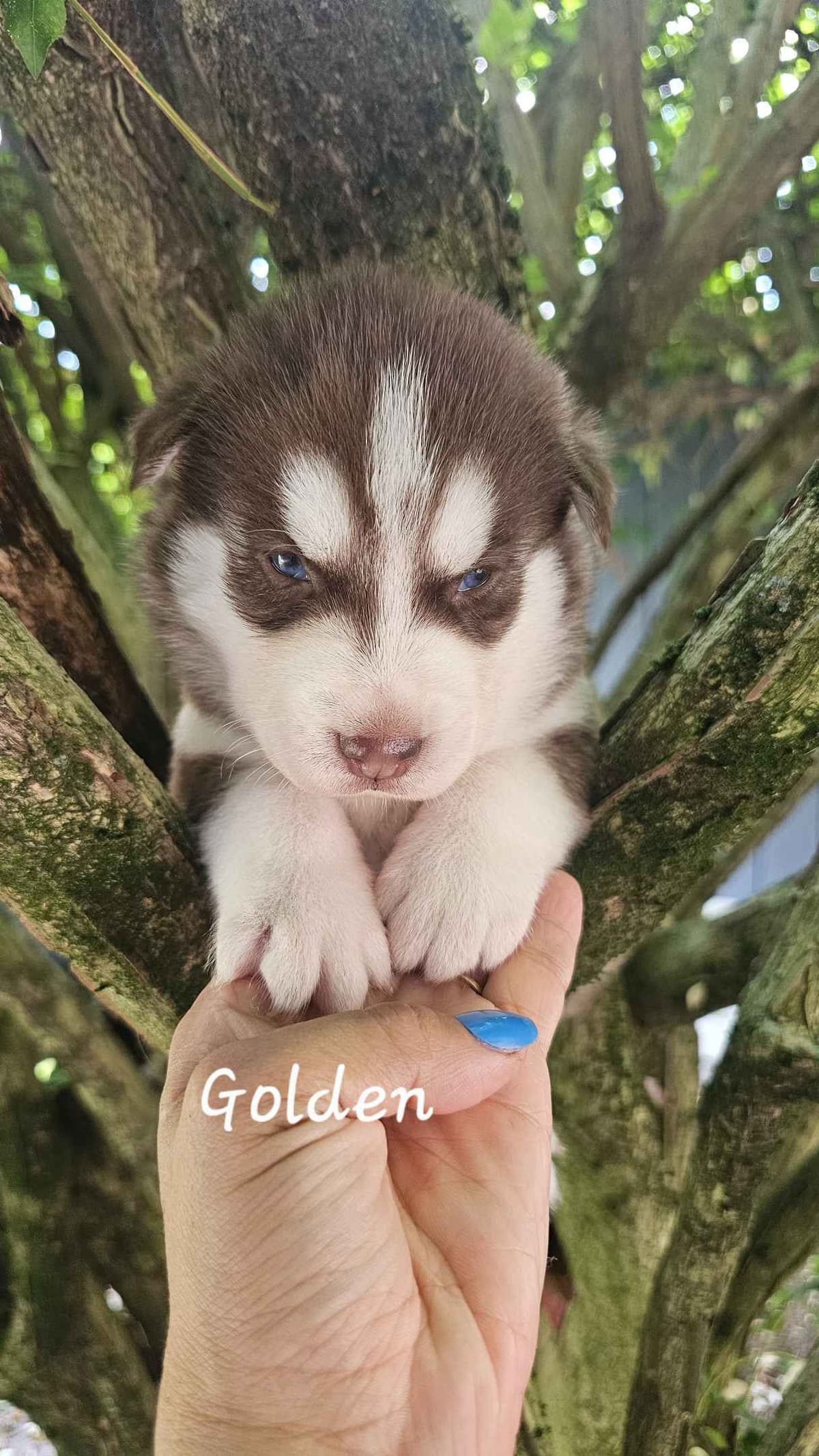 Siberian Husky Puppies breeder image 4