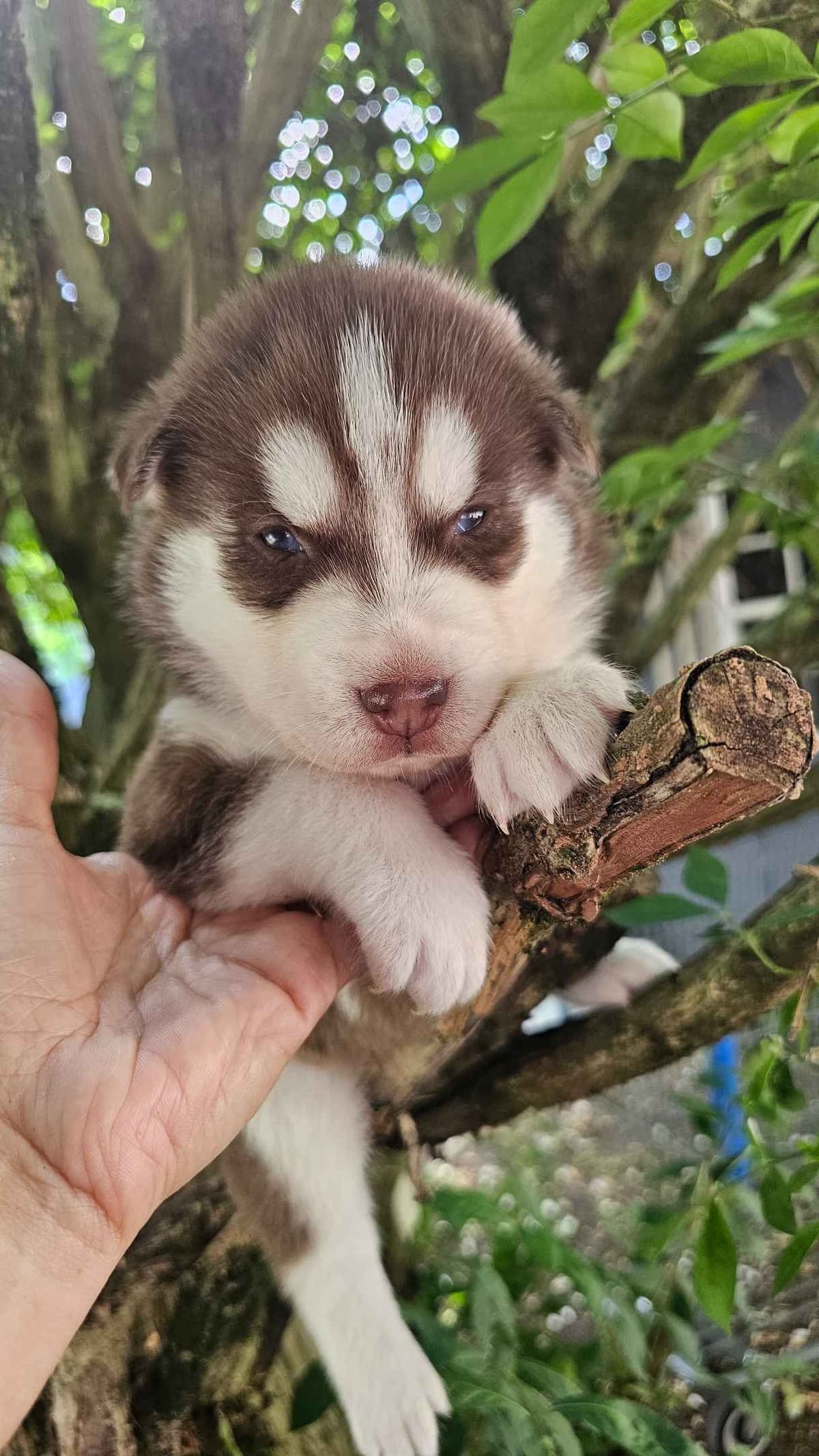 Siberian Husky Puppies breeder image 5
