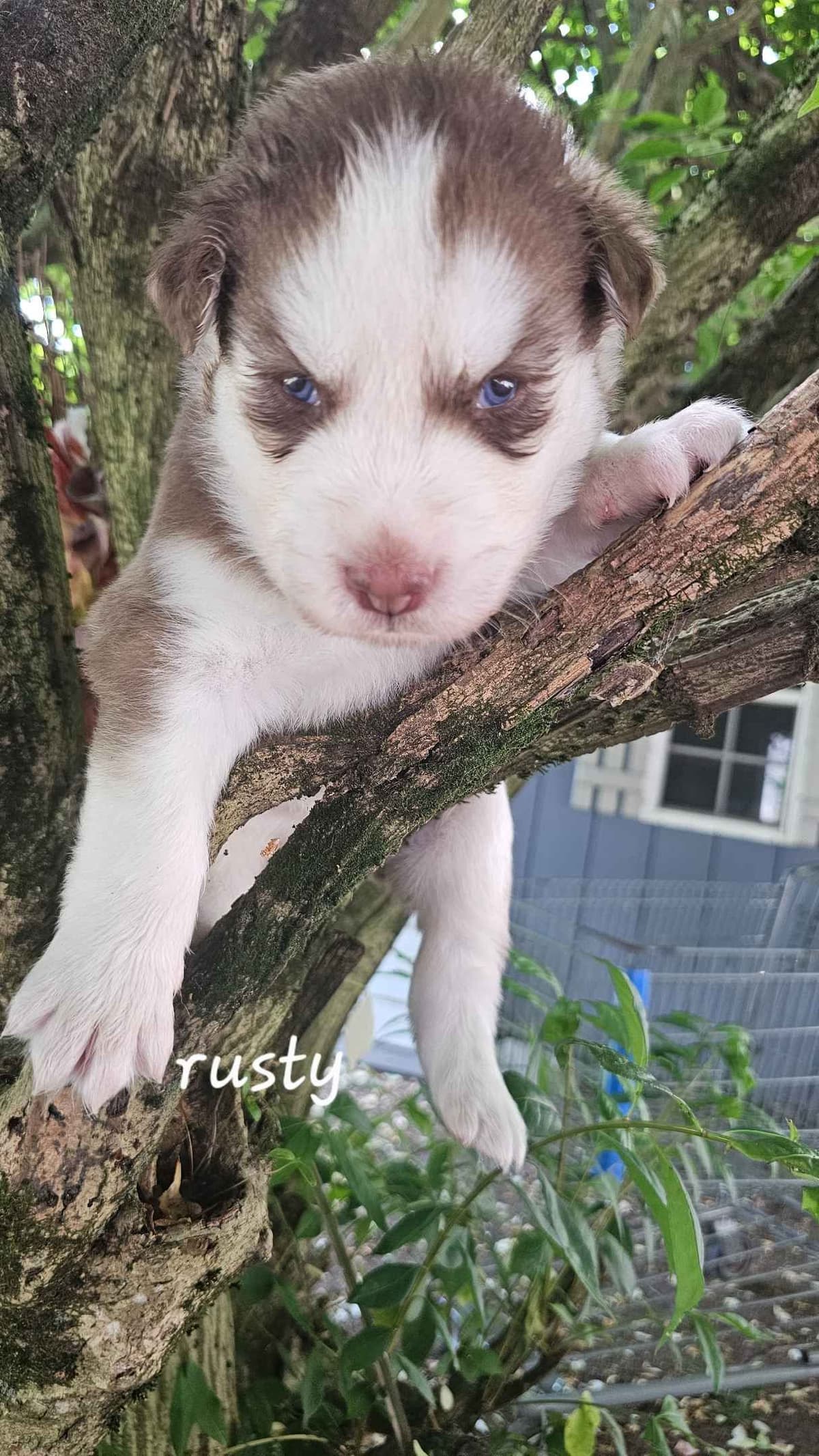 Siberian Husky Puppies breeder image 7
