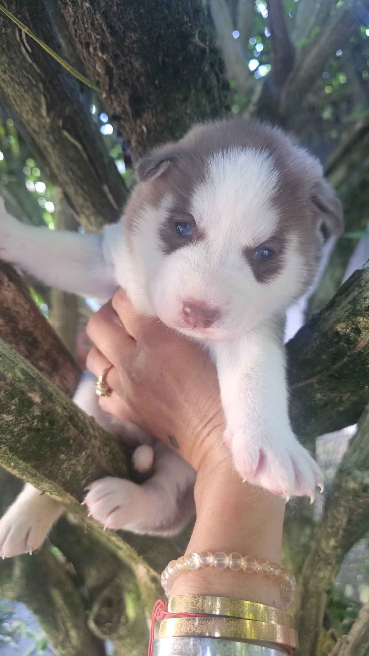 Siberian Husky Puppies breeder image 8