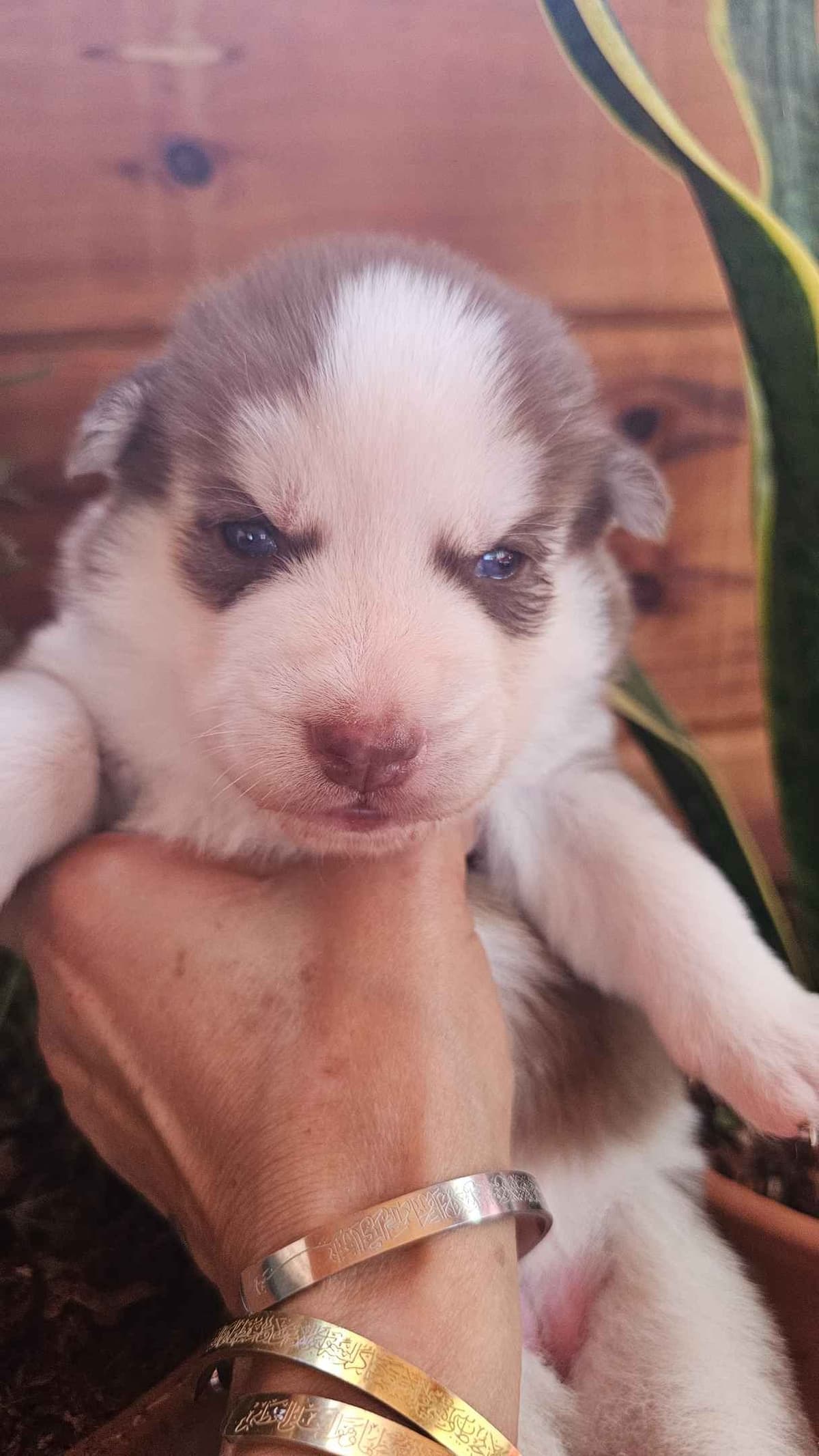 Siberian Husky Puppies breeder image 10