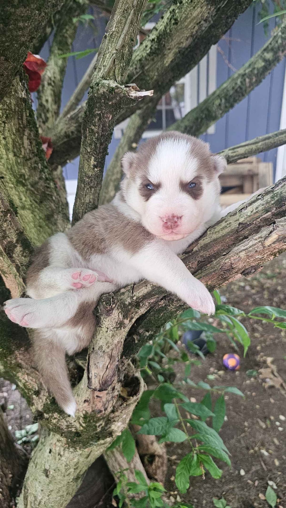 Siberian Husky Puppies breeder image 12
