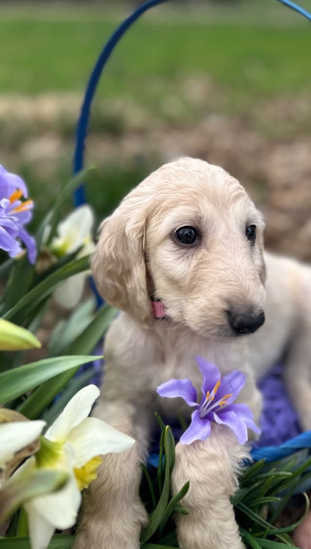 Afghan Hound Puppies media 18